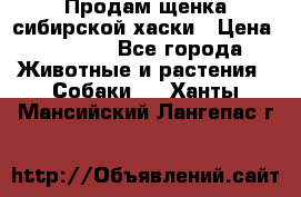 Продам щенка сибирской хаски › Цена ­ 8 000 - Все города Животные и растения » Собаки   . Ханты-Мансийский,Лангепас г.